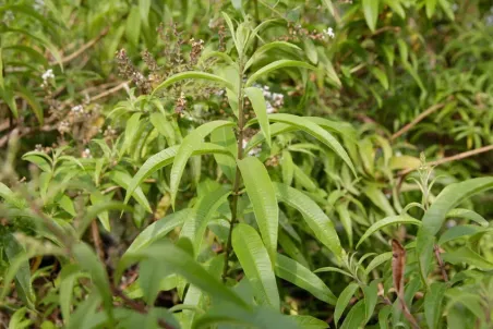 Aloysia triphylla