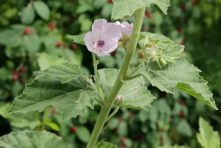 Althaea officinalis