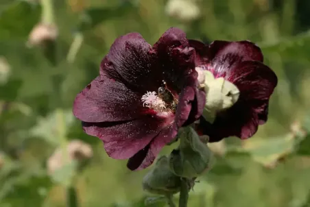 Alcea rosea Nigra