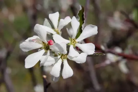 Amelanchier ovalis Wildform