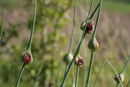 Allium vineale