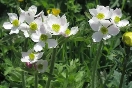 Anemone narcissiflora