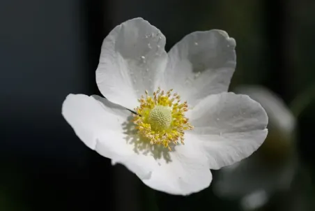 Anemone silvestris