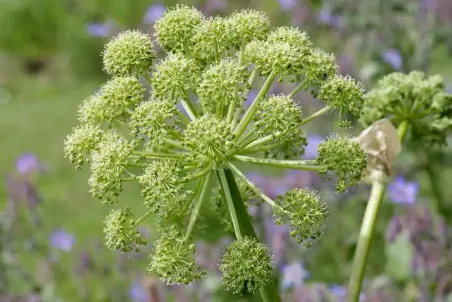 Angelica archangelica