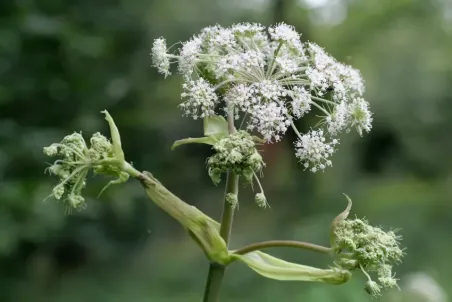 Angelica silvestris - Einzelsamen