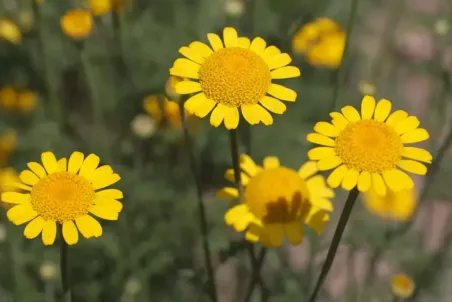 Anthemis tinctoria