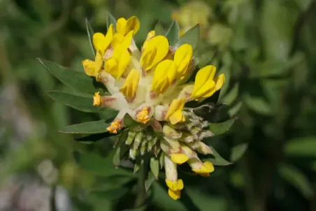 Anthyllis vulneraria s. str.