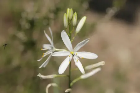 Anthericum liliago