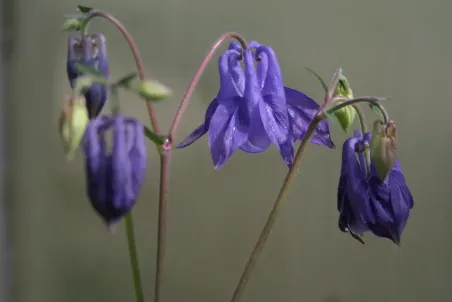 Aquilegia vulgaris