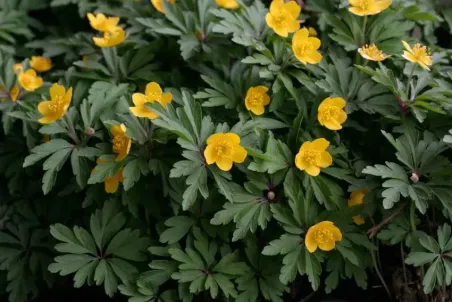 Anemone ranunculoides