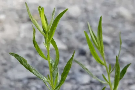 Artemisia dracunculus