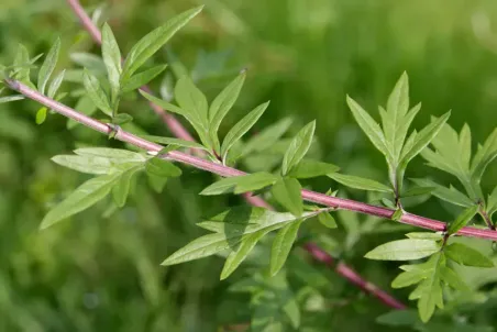 Artemisia vulgaris