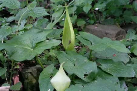 Arum maculatum