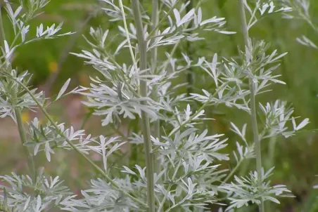 Artemisia absinthium