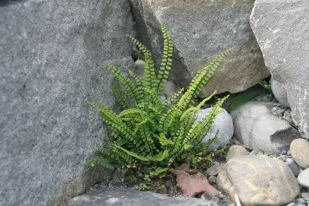 Asplenium trichomanes