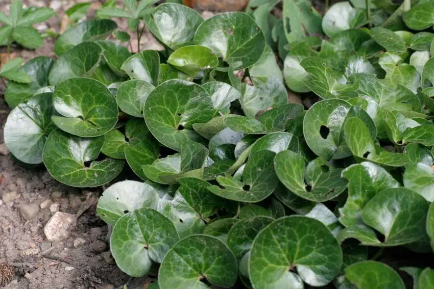 Asarum europaeum | Die Wildstaudengärtnerei AG