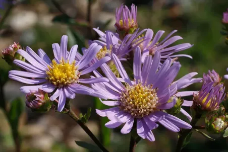 Aster amellus - Einzelsamen