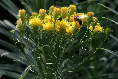 Aster linosyris