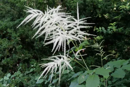 Aruncus dioicus