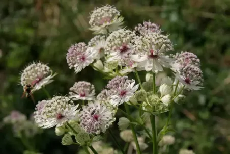 Astrantia major - Einzelsamen