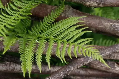 Athyrium filix-femina