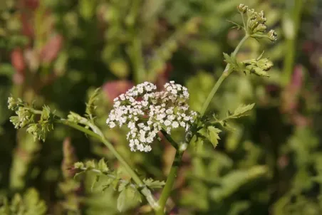 Berula erecta