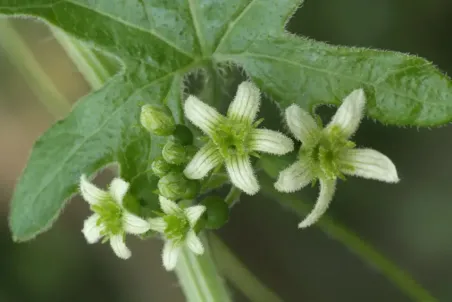 Bryonia dioica