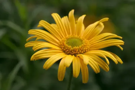 Buphthalmum salicifolium