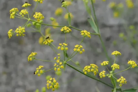 Bupleurum falcatum