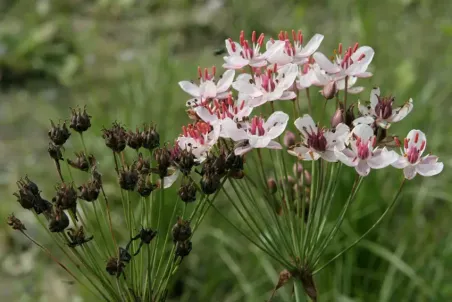 Butomus umbellatus