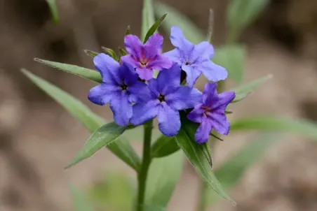 Buglossoides purpurocaerulea