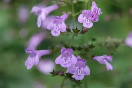 Calamintha menthifolia - Einzelsamen