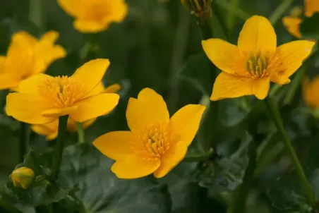 Caltha palustris