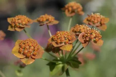 Bupleurum longifolium