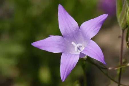 Campanula patula