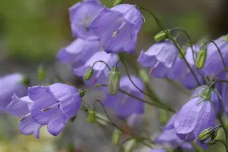 Campanula cochleariifolia