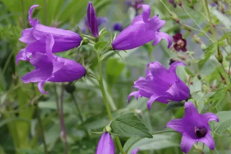 Campanula latifolia