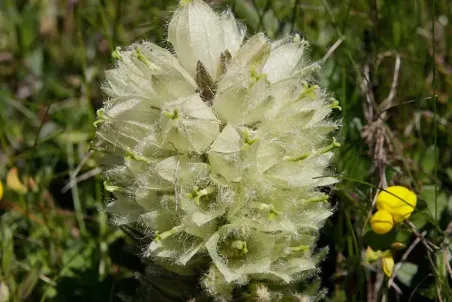 Campanula thyrsoides