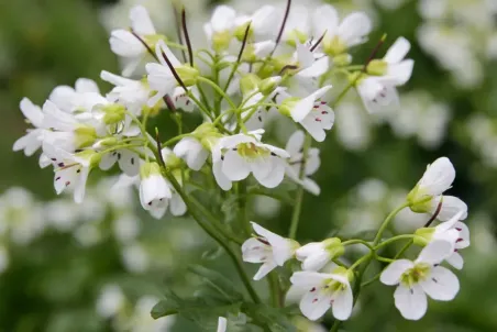 Cardamine amara