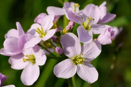 Cardamine pratensis