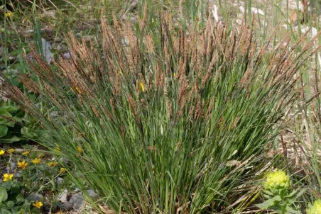 Carex acutiformis