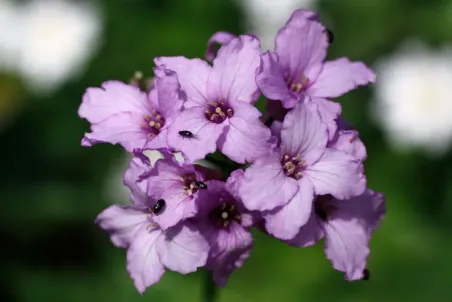 Cardamine pentaphyllos