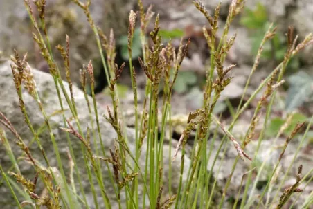 Carex digitata