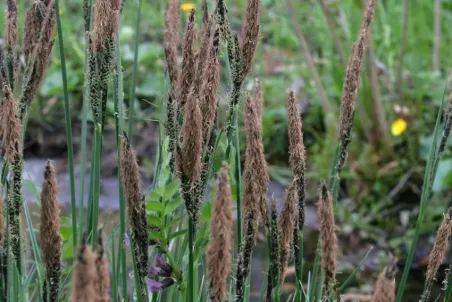 Carex elata - Einzelsamen