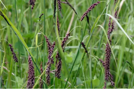 Carex flacca - Einzelsamen