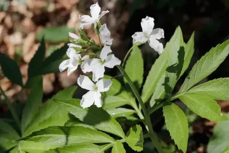 Cardamine heptaphylla