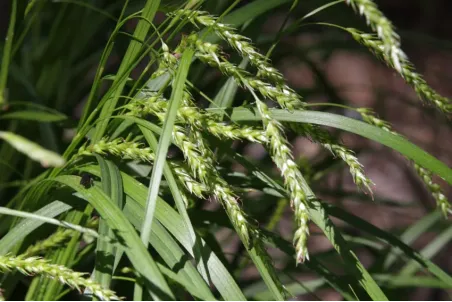 Carex silvatica - Einzelsamen