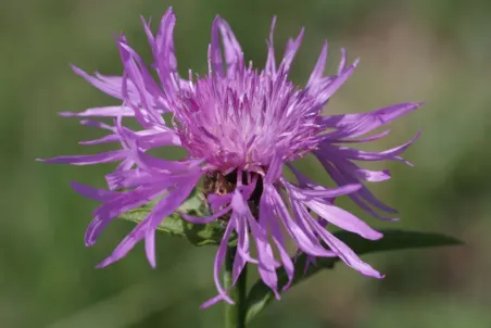 Centaurea jacea - Einzelsamen