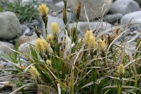 Carex caryophyllea