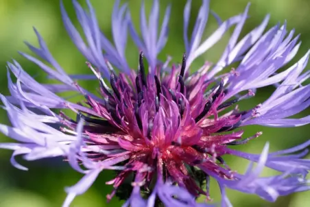 Centaurea montana